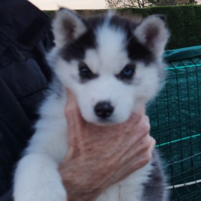 Chiot husky