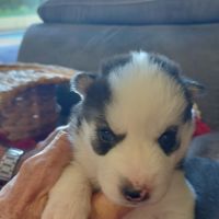 Chiot husky #2