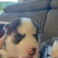 Chiot husky #0