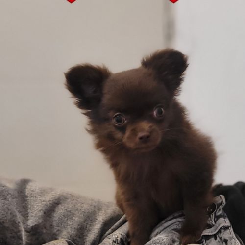 Chiot chihuahua poils longs #1