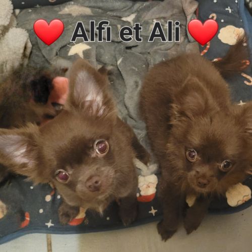 Chiot chihuahua poils longs #2