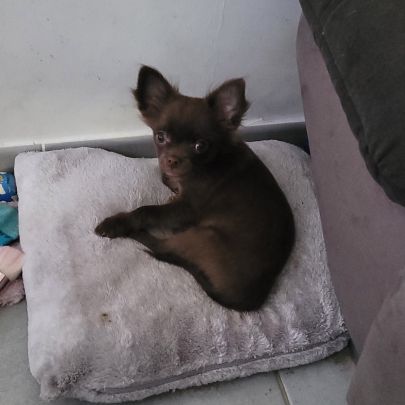 Chiot chihuahua poils longs #3