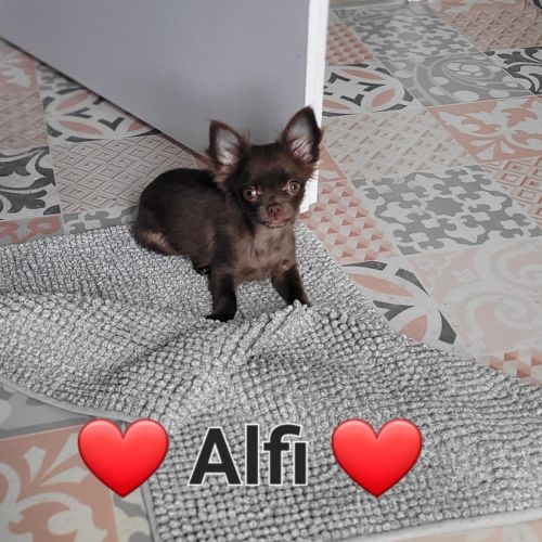 Chiot chihuahua poils longs #0