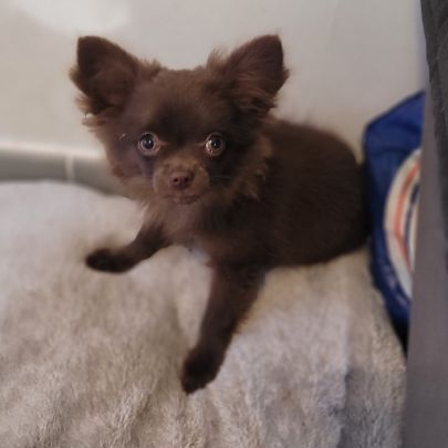 Chiot chihuahua poils longs #5