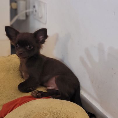 Chiot chihuahua poils longs #6