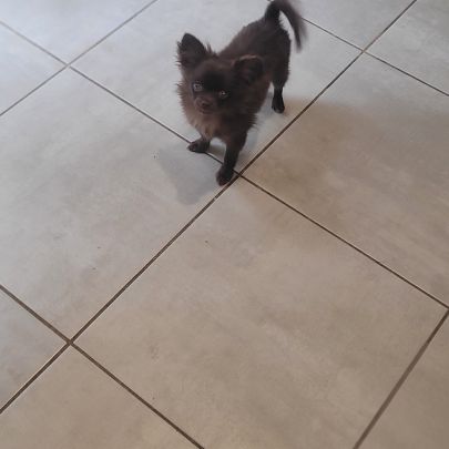 Chiot chihuahua poils longs #8