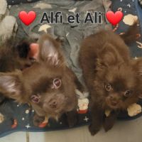 Chiot chihuahua poils longs #2