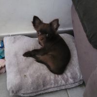 Chiot chihuahua poils longs #3