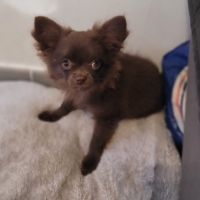 Chiot chihuahua poils longs #5