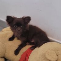 Chiot chihuahua poils longs #7