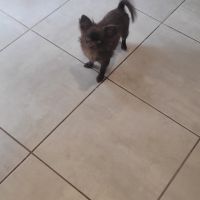 Chiot chihuahua poils longs #8