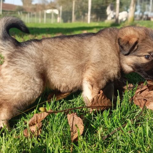 Bergers allemands dos droit poils longs #2