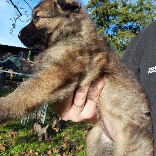 Bergers allemands dos droit poils longs #0