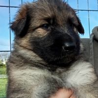 Bergers allemands dos droit poils longs #1