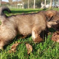 Bergers allemands dos droit poils longs #2