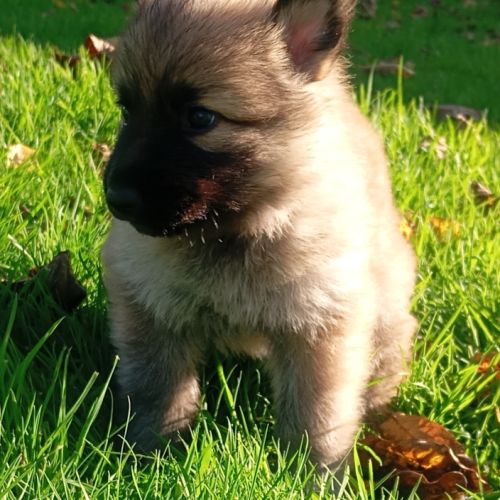 Bergers allemands dos droit poils longs #1