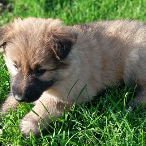 Bergers allemands dos droit poils longs #2