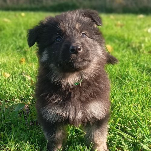 Bergers allemands dos droit poils longs #0