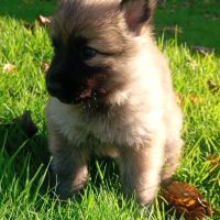 Bergers allemands dos droit poils longs #1