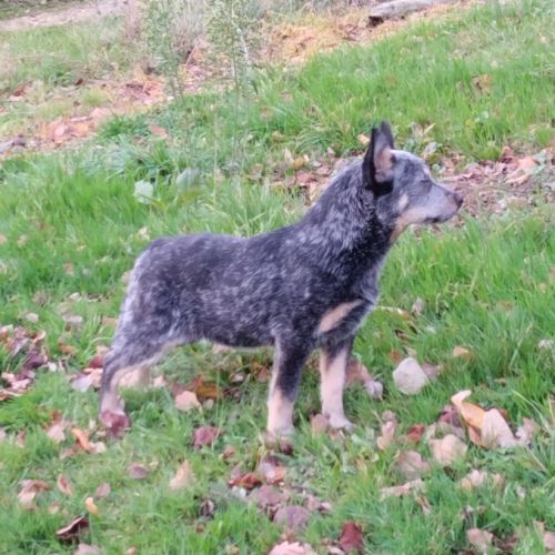 Chiot type bouvier australien