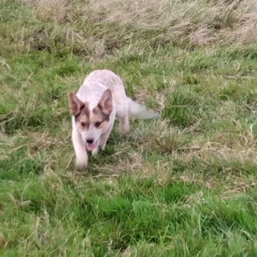 Chiot type bouvier australien #2