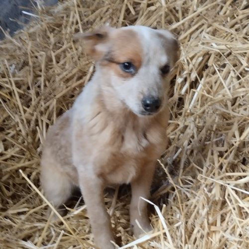 Chiot type bouvier australien #3