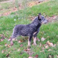 Chiot type bouvier australien #0