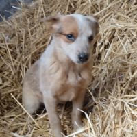 Chiot type bouvier australien #3