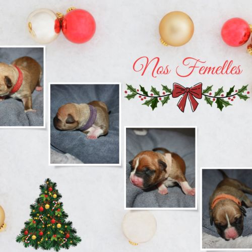 Chiot lof américan staffordshire terrier