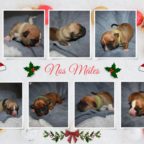 Chiot lof américan staffordshire terrier #3