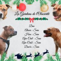 Chiot lof américan staffordshire terrier #1