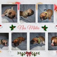 Chiot lof américan staffordshire terrier #3