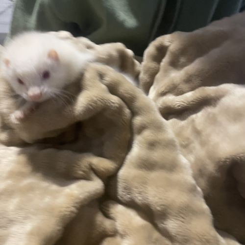 Furète albinos angora