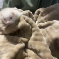 Furète albinos angora