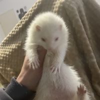 Furète albinos angora #2