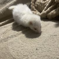 Furète albinos angora #3