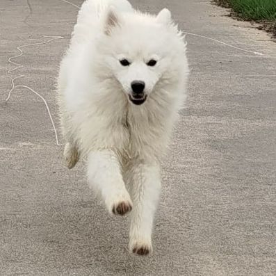 Chiots mâles et femelle pomsky toy #1