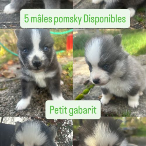 Chiots mâles et femelle pomsky toy #5