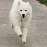 Chiots mâles et femelle pomsky toy #1