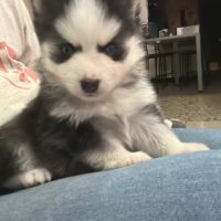 Chiots mâles et femelle pomsky toy