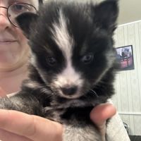 Chiots mâles et femelle pomsky toy #3