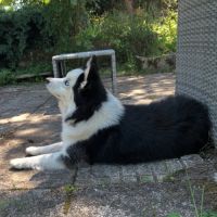 Chiots mâles et femelle pomsky toy #4