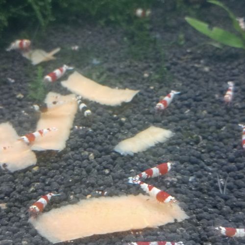 Crevettes pure red line