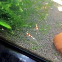 Crevettes pure red line #1