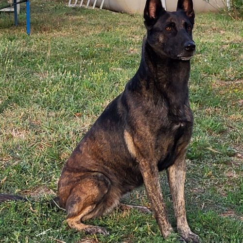 Chienne berger hollandais lof adulte #0