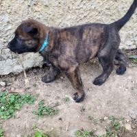 Chienne berger hollandais lof adulte #1