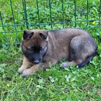 Chienne berger hollandais lof adulte #2