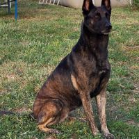 Chienne berger hollandais lof adulte