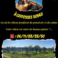 Pension canine ouverte toute l'année