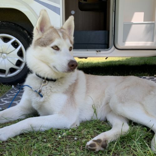 Cherche male husky pour future saillie #4